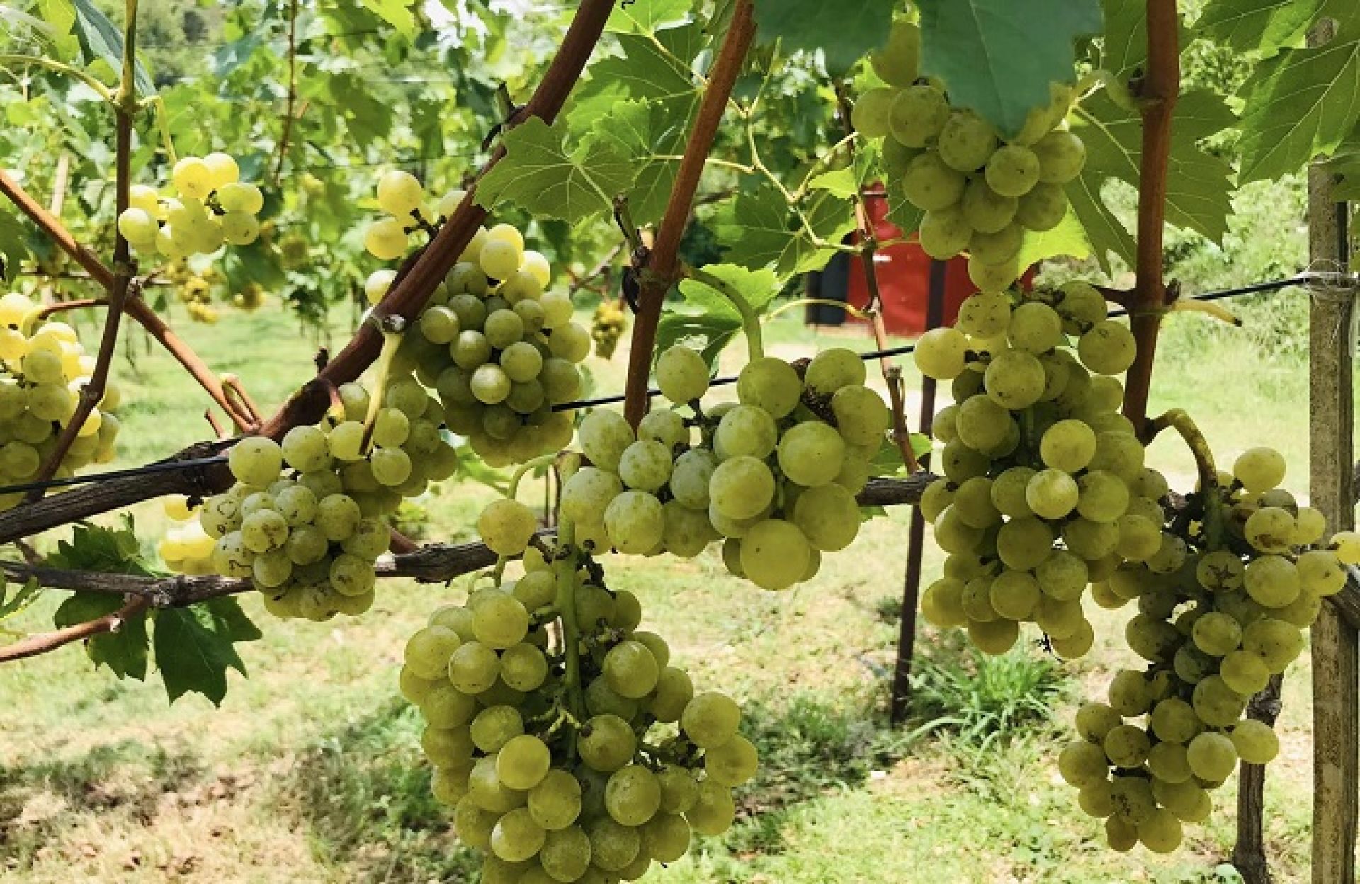 फस्टाउँदै तनहुँमा अङ्गुरखेती, पहिलो वर्ष १८ लाखको उत्पादन